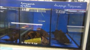 Птичий рынок.