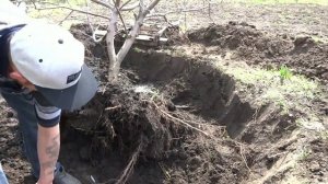 Пересадка крупной яблони на новое место