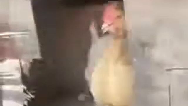 Вот откуда взялся КУРОПЁС смотреть онлайн