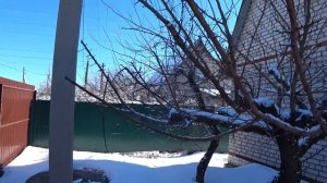 ОБРЕЗКА старого АБРИКОСА после омоложения. Укорачивание жировиков, раскрытие кроны.