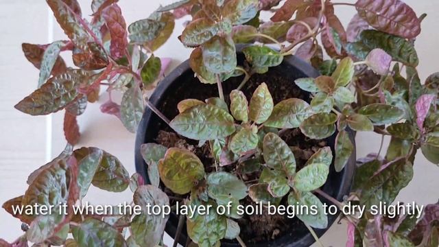 Purple Waffle (Hemigraphis) Plant