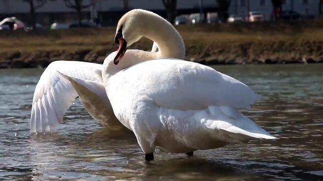 "ДОРОГА В НЕБЕСА" Три месяца я слушала только эту музыку... Слушайте и прочувствуйте эти мелодии #1 смотреть онлайн