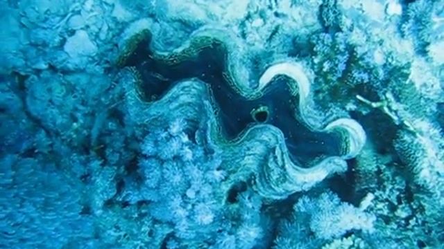 almeja gigante, taclobo gigante o pa'ua (Tridacna gigas) 3 смотреть онлайн