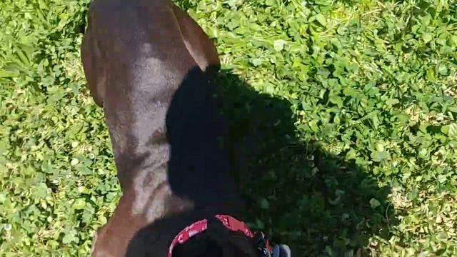 Sushi Travelz | My happy Chocolate Fix смотреть онлайн