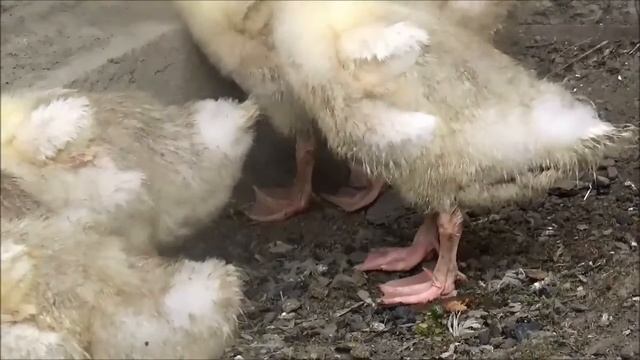 Гусята смотреть онлайн