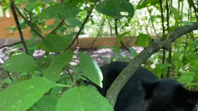 Panther Luna and Rottweiler Venza bask in the enclosure /leopard sees butterflies for the first tim смотреть онлайн