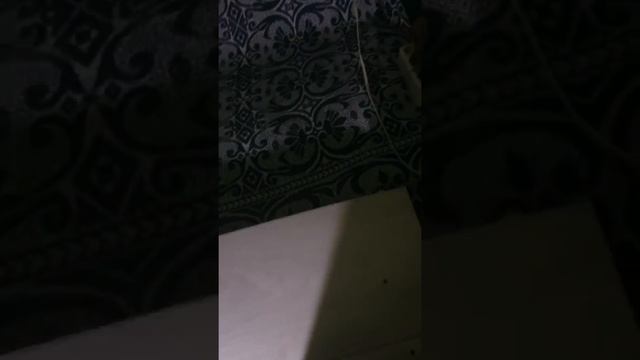 100w power led projektör смотреть онлайн
