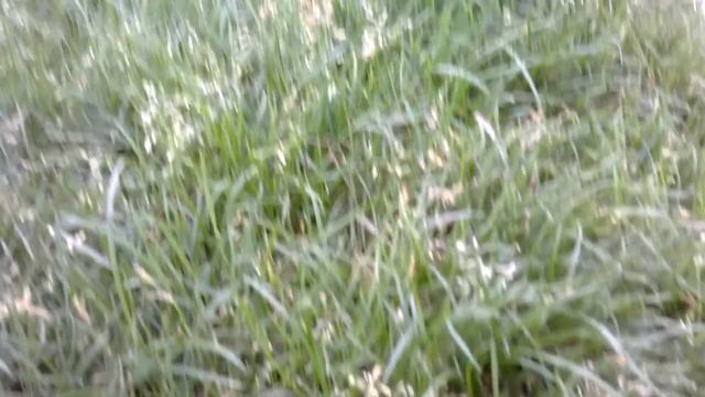 Камера LG Prada 3.0 (P940) (camera test, sample), Full HD, 1080p смотреть онлайн