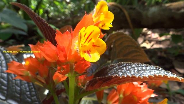 Black Flamingo - Sunset Bells - Copper Leaf - Chrysothemis Pulchella смотреть онлайн