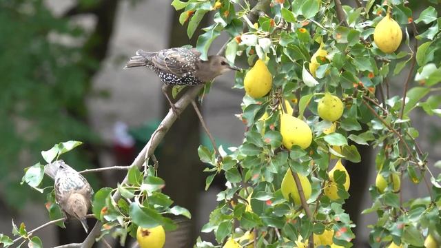 Скворец, шпак, starling, sturnus vulgaris - Sony RX10 IV смотреть онлайн