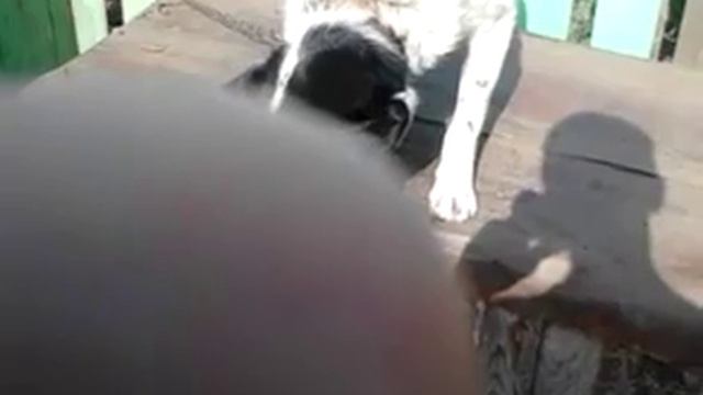 Очень злая собака дерётся с тростью смотреть онлайн