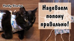Как надевать послеоперационную попону кошке правильно!