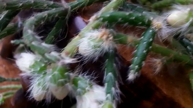 My Rhipsalis pilocarpa Cactus 'Mistletoe' cactus in beautiful delicate Winter flower смотреть онлайн