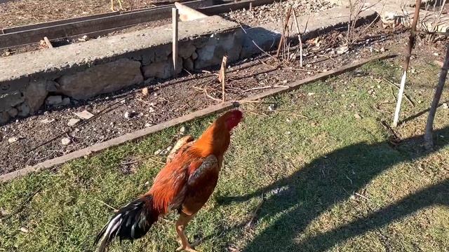 Бойцовый петух породы турок ,#shamo #хозяйство #агро #бойцовыйпетух #питомцы ##куры смотреть онлайн