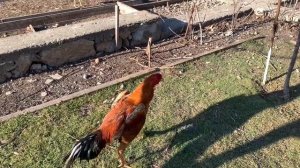 Бойцовый петух породы турок ,#shamo #хозяйство #агро #бойцовыйпетух #питомцы ##куры