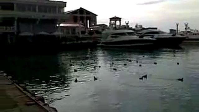 Сочи. Акватория морского порта / Sochi смотреть онлайн