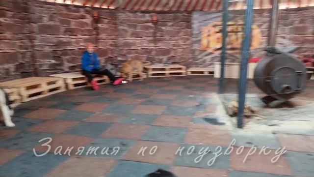 Занятия в Хаски-екб 25.02.24.