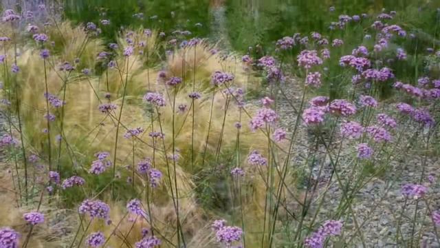 Verbena bonariensis смотреть онлайн