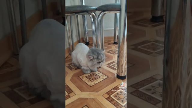 стрижка для кошки. цель: избавление от колтунов смотреть онлайн