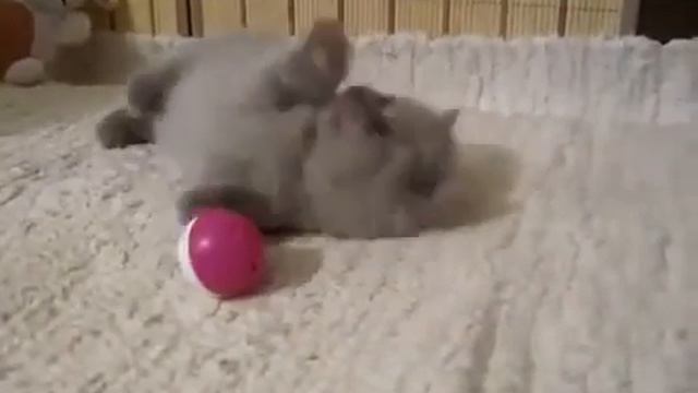 Лиловые котята смотреть онлайн