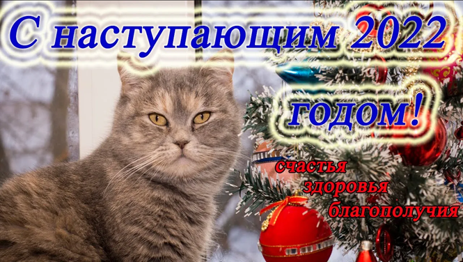 Наряжаем нашу ёлочку!? Обзор наших украшений для ёлки!? С наступающим 2022!?✨ смотреть онлайн