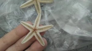 как высушить морские звёзды поймал морские звёзды!!!