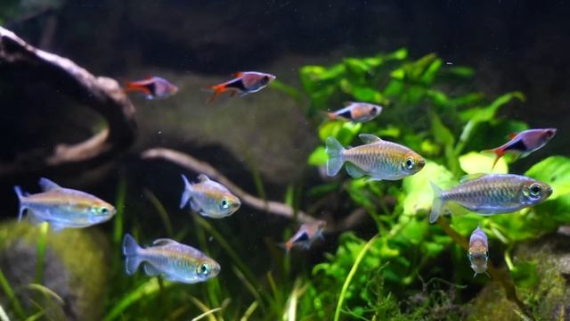 Top 10 BEST Tetras in The World! смотреть онлайн