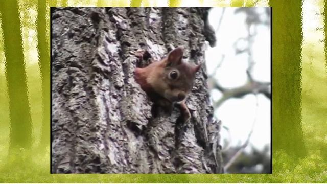 На зеленой, на сосне, Жила белочка в дупле, смотреть онлайн
