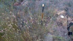 Как Сигнум MFD ищет монеты.