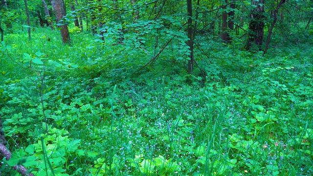 Лес и звуки его обитателей. Видео для ментального отдыха