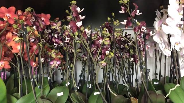 ? ПРОДАЖА ОРХИДЕЙ. Завоз 28.04.2022. Орхидеи почтой. Купить орхидею. смотреть онлайн