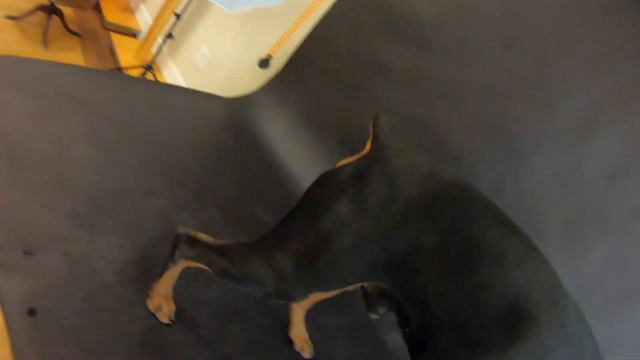 Doberman Studio Pet Photography Behind The Scenes смотреть онлайн