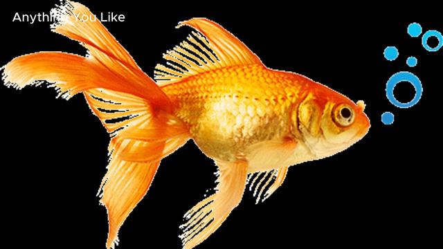 Hamile Japon Balığı Nasıl Anlaşılır?-How to Tell Pregnant Goldfish?#goldfish#youtube #youtubevideo смотреть онлайн