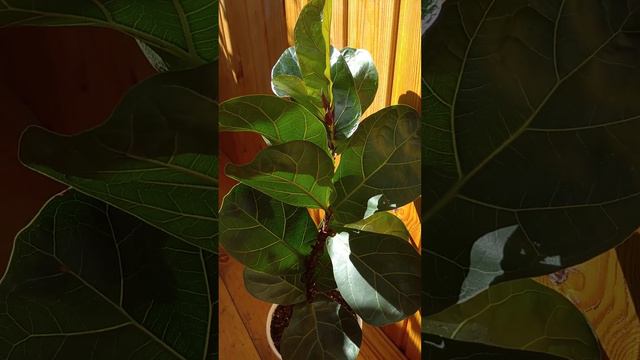 Фикус Лирата Бамбино смотреть онлайн