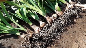 Амариллис (Гиппеаструм) убираем на покой