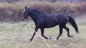 Карачаевская порода лошади. Обычный день на конюшне.