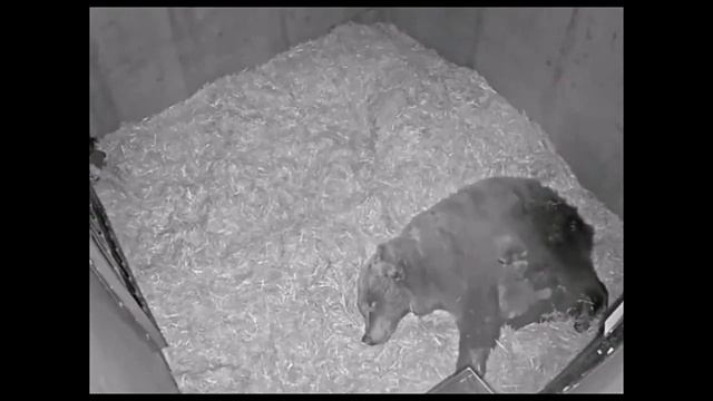 A Day in the Life of a Hibernating Brown Bear and Her Cubs смотреть онлайн