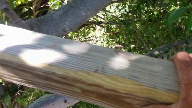Tree platform смотреть онлайн