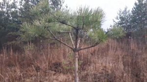 ?Ниваки из сосны обыкновенной в стиле сосны итальянской Пинии ( или сосна зонтик?)