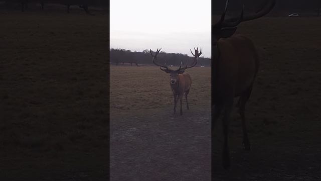 Deer eating carrots( Олень кушает морковку смотреть онлайн