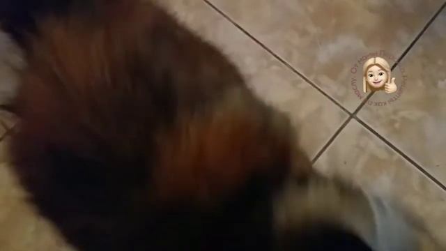 Вкусные рецепты с макаронами и мясом