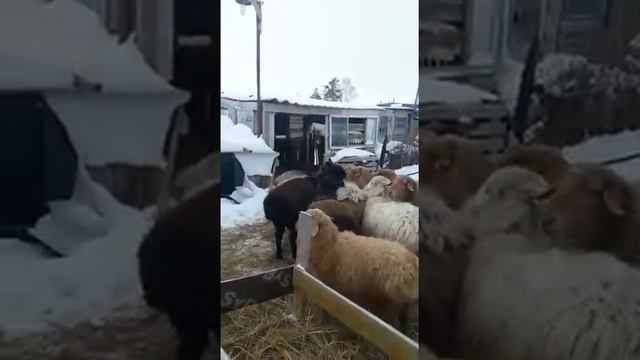 Эдильбаевские овцы 23. 12.2021г.Кочкарчик Паша, от моего кочкара. Возраст 10 месяцев. смотреть онлайн