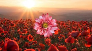 Красные маки