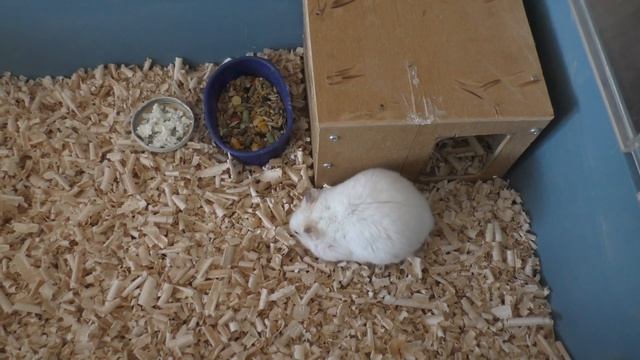 Клетка для хомяка или дюна – Что выбрать? смотреть онлайн