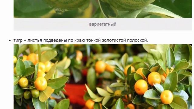 Каламондин – миниатюрное цитрусовое деревце в доме смотреть онлайн