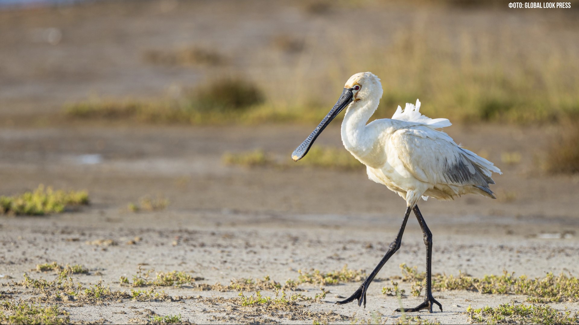Как зоологи стали родителями для птенцов обыкновенных колпиц смотреть онлайн
