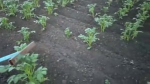#Окучник для картофеля. своими руками