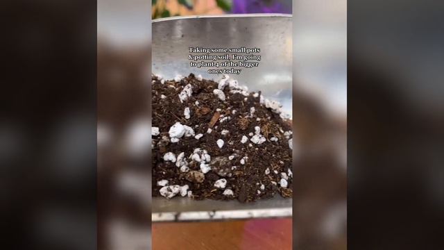 Planting my regal shield corms 🌱 #propagation #alocasia #houseplants #plants #planttips #plantcare смотреть онлайн