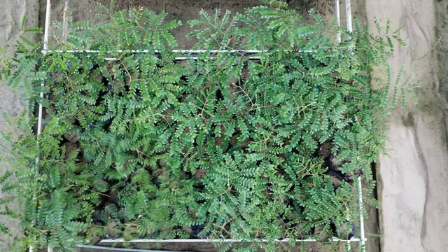 Piura: Llegó la hora de la agroindustria con cultivos de tara, moringa y jojoba смотреть онлайн