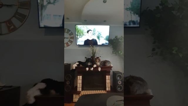 Magnat Monitor Supreme 800 vs yamaha RX-V471 смотреть онлайн